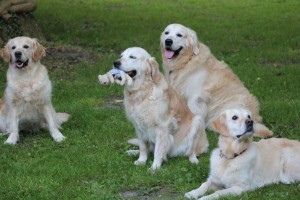 A hopefully Kiss, Pear, Pelle und Carla