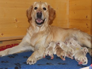 Amy vom hohen Garten die stolze Mama